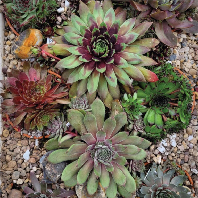 Sempervivums for Enthusiasts